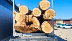 Transport drewna Małopolska