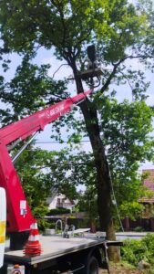 Zwyżka - wywóz i utylizacja gałezi