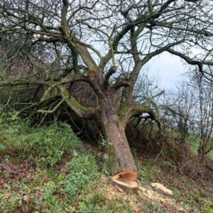 Wycinka drzew Świętokrzyskie