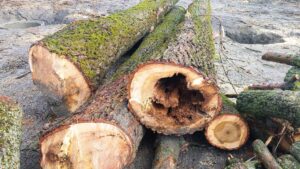 Wycinka drzew Południowa Polska