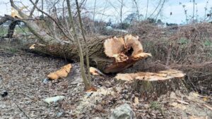 Jan Pieron wycinka drzew