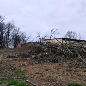 Wycinka drzew i gałęzi