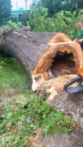 Wycinka drzew Śląsk